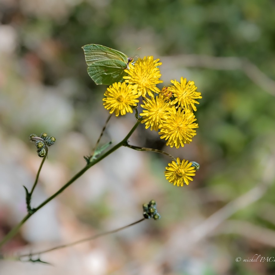 Papillons au crepuscule - photographie 17 par Michel Pachot