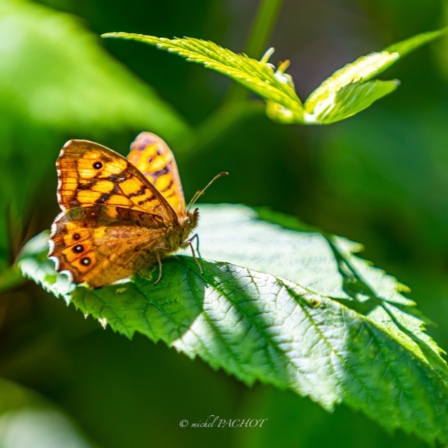 Papillons au crepuscule - photographie 20 par Michel Pachot