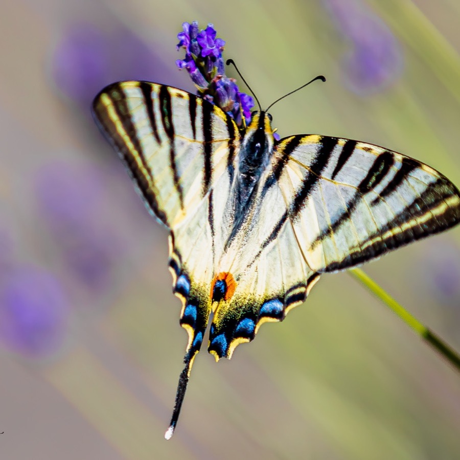 Papillons au crepuscule - photographie 8 par Michel Pachot