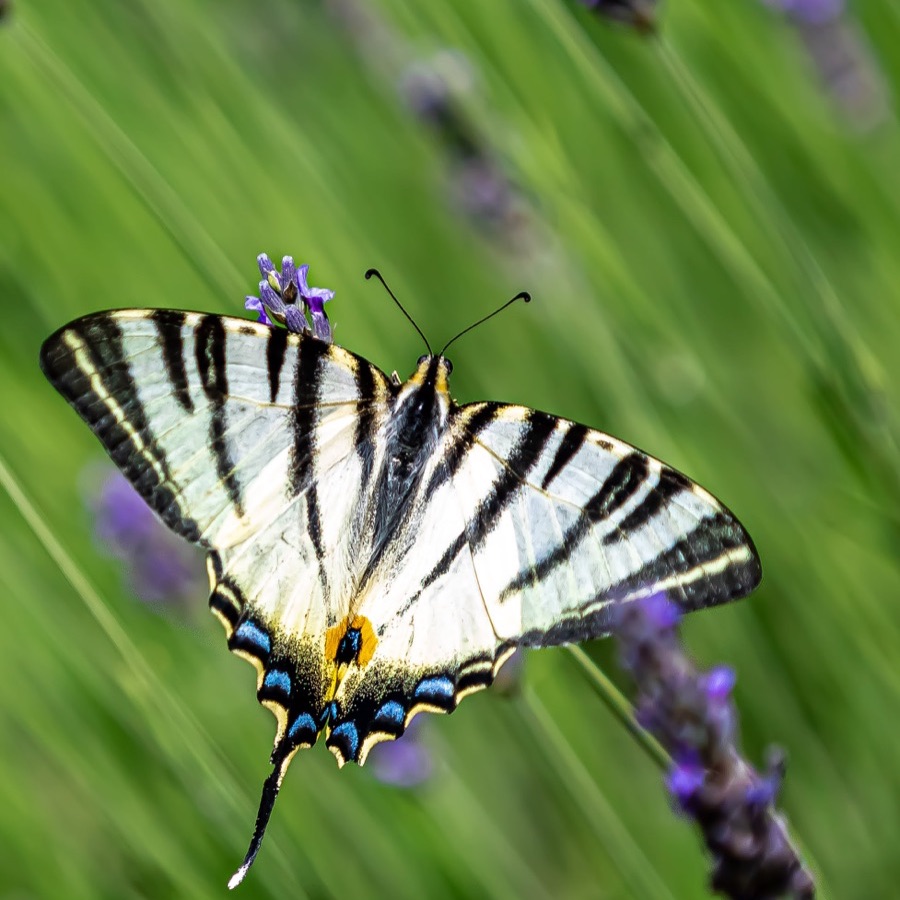 Papillons au crepuscule - photographie 9 par Michel Pachot