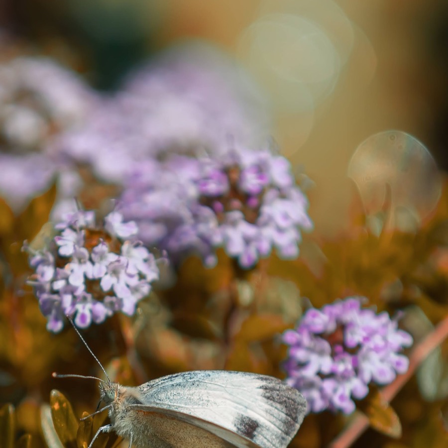 Papillons au crepuscule - photographie 28 par Michel Pachot
