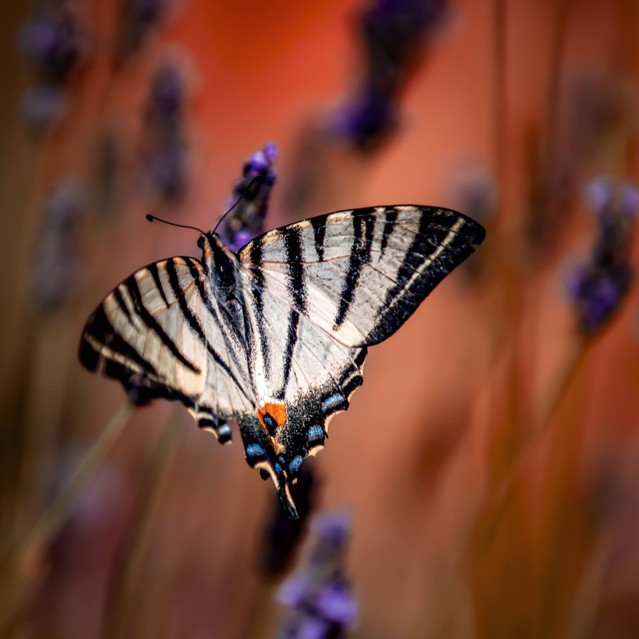 Papillons au crepuscule - photographie 10 par Michel Pachot