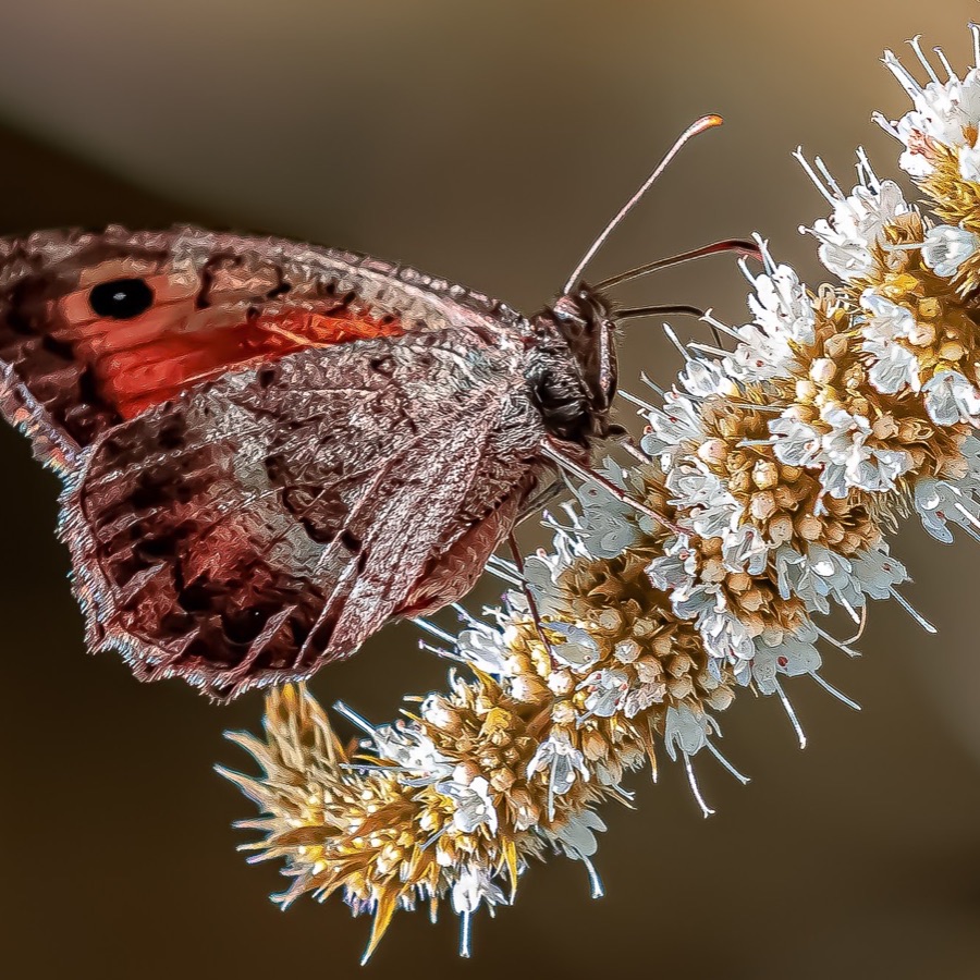 Papillons au crepuscule - photographie 11 par Michel Pachot