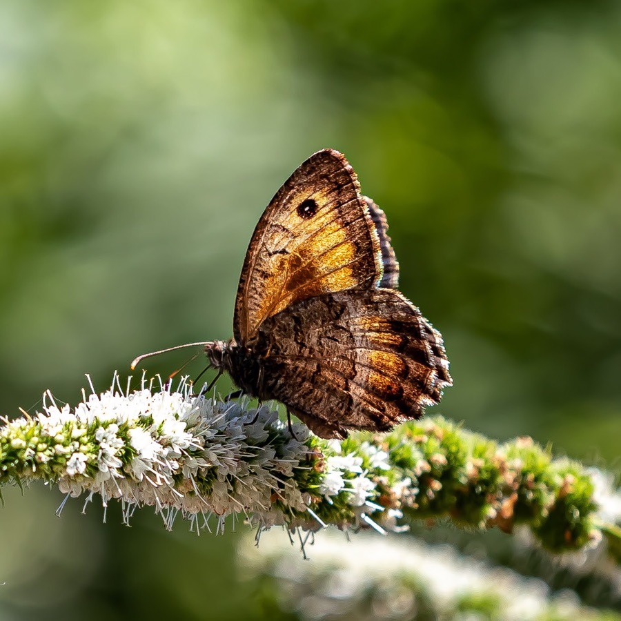 Papillons au crepuscule - photographie 13 par Michel Pachot