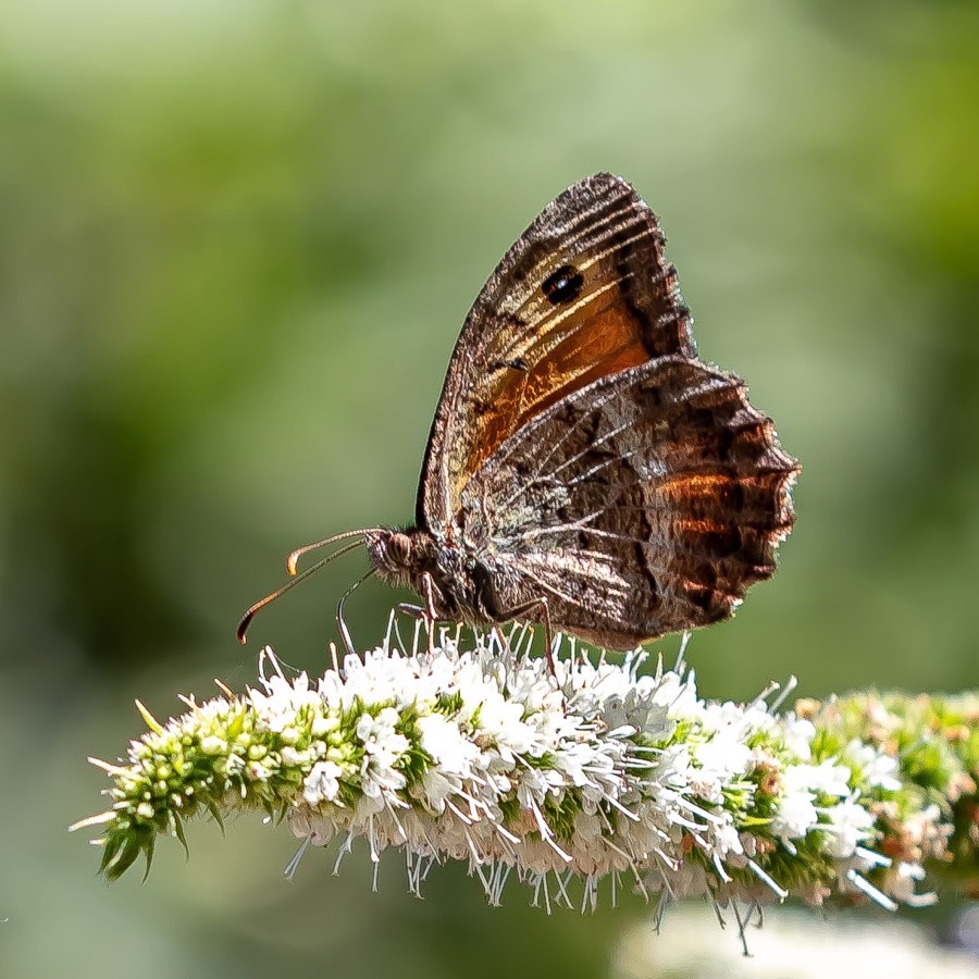 Papillons au crepuscule - photographie 25 par Michel Pachot