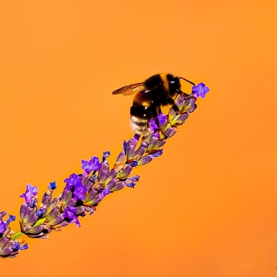 Papillons au crepuscule - photographie 31 par Michel Pachot