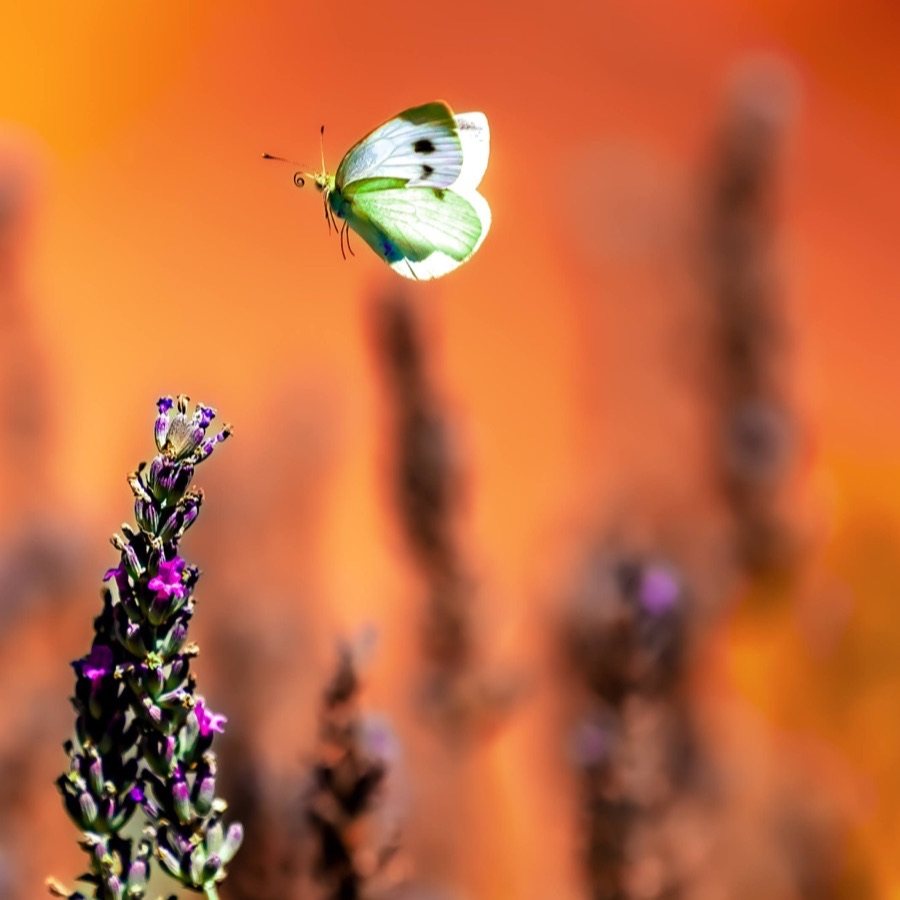 Papillons au crepuscule - photographie 32 par Michel Pachot