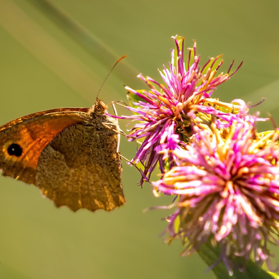 Papillons au crepuscule - photographie 33 par Michel Pachot