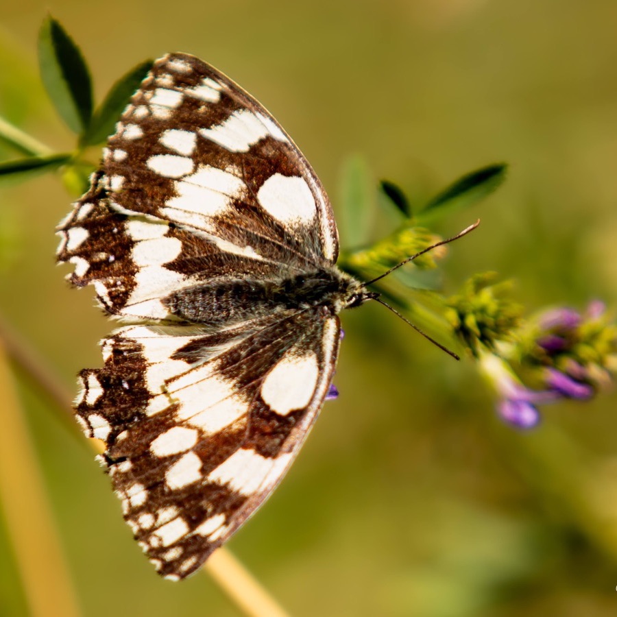 Papillons au crepuscule - photographie 35 par Michel Pachot