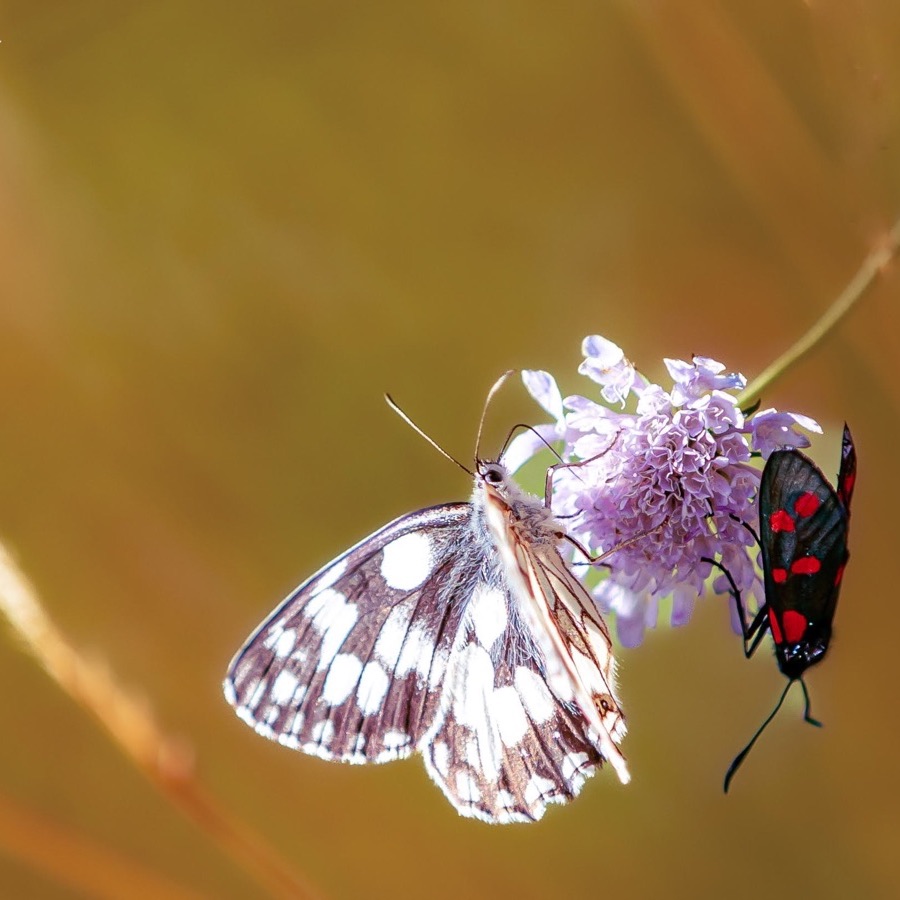 Papillons au crepuscule - photographie 34 par Michel Pachot