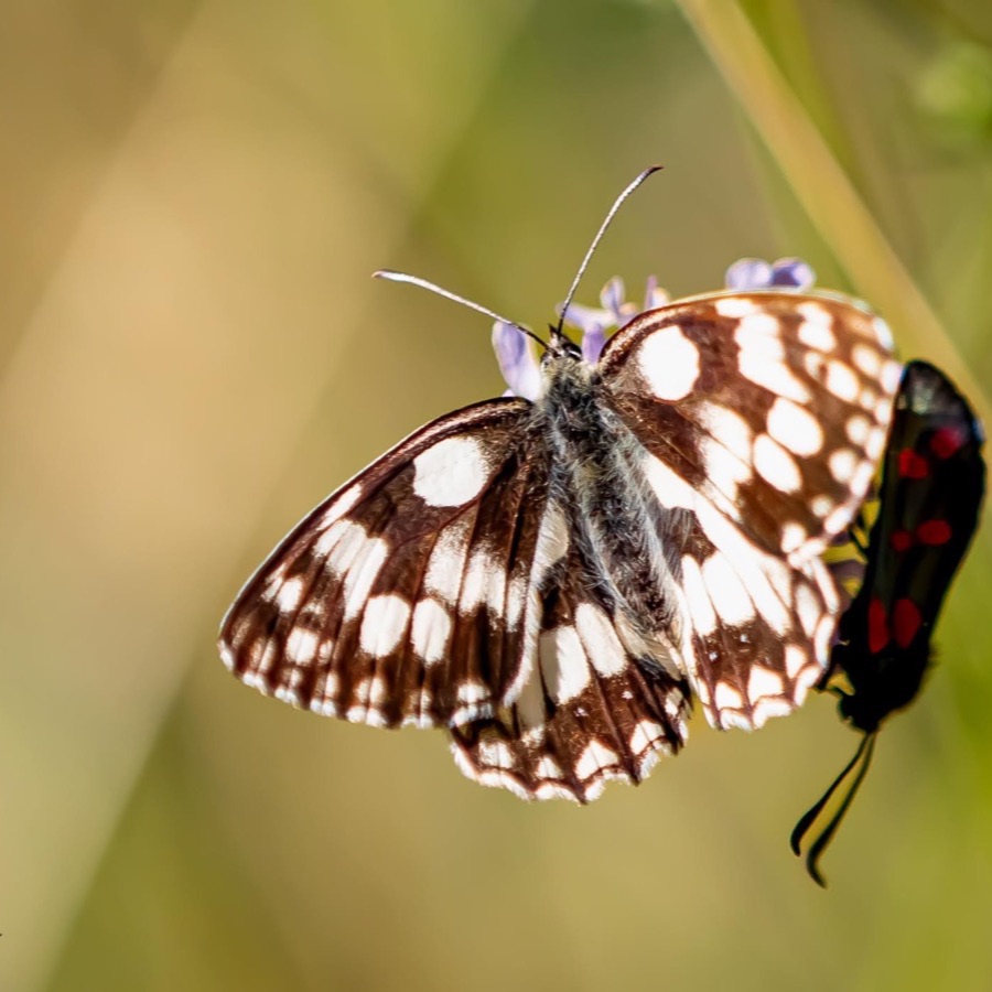 Papillons au crepuscule - photographie 36 par Michel Pachot