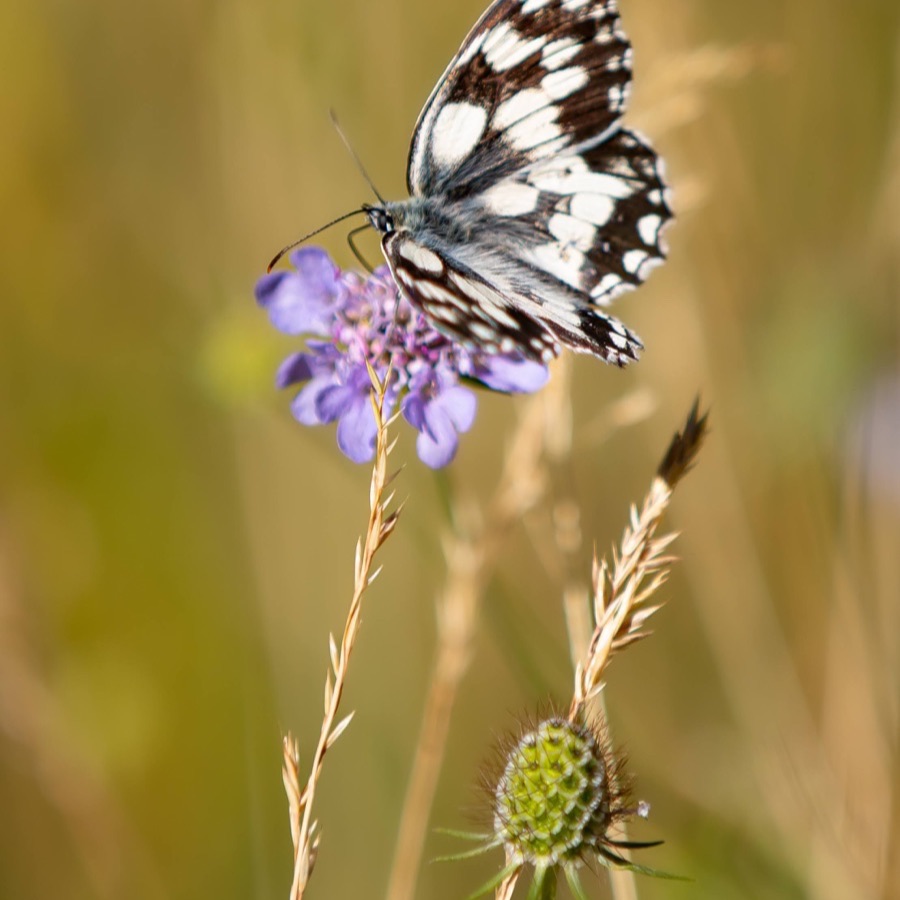 Papillons au crepuscule - photographie 38 par Michel Pachot