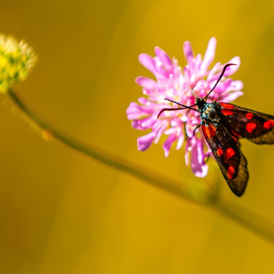 Papillons au crepuscule - photographie 37 par Michel Pachot