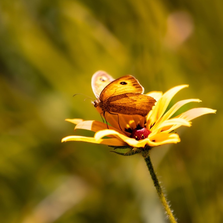 Papillons au crepuscule - photographie 39 par Michel Pachot