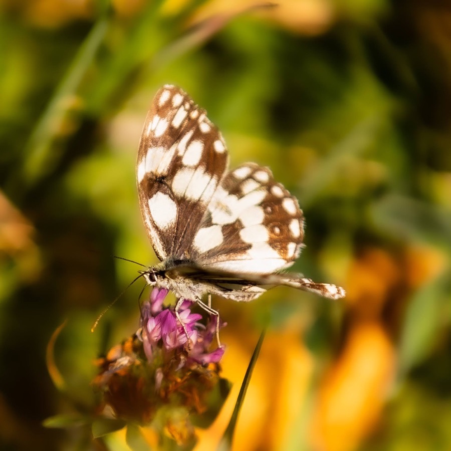 Papillons au crepuscule - photographie 40 par Michel Pachot