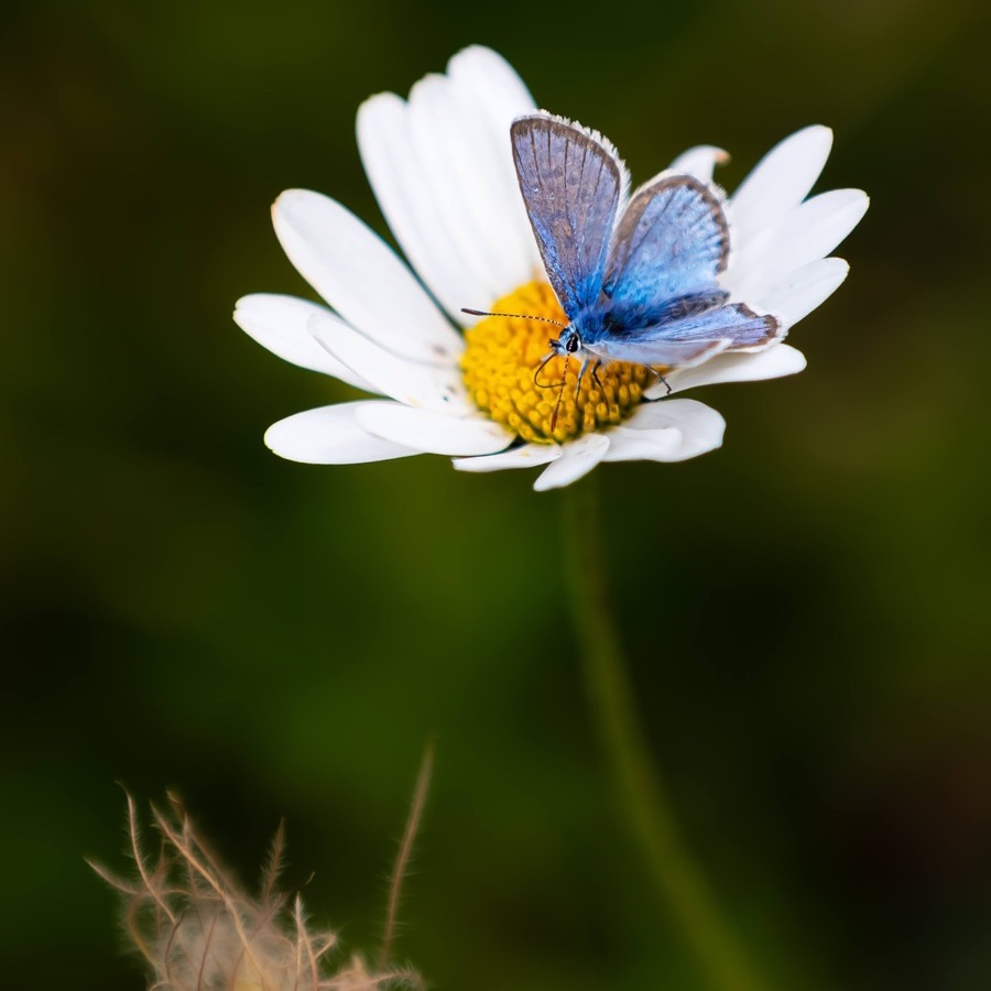 Papillons au crepuscule - photographie 41 par Michel Pachot