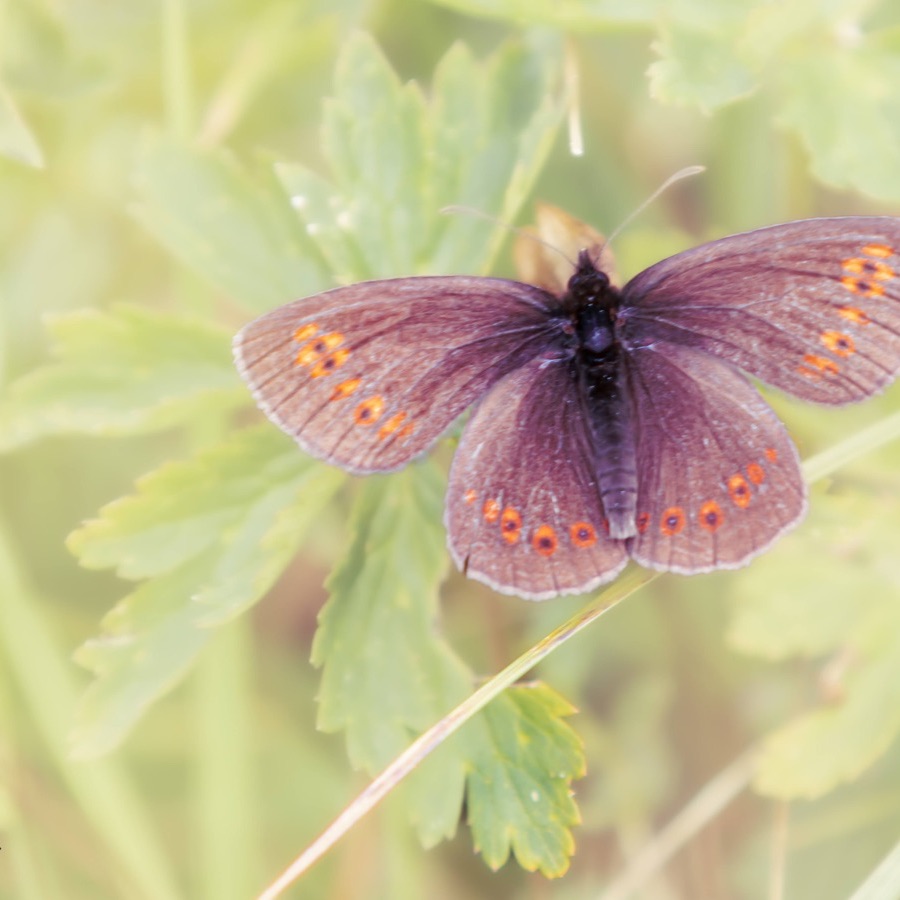 Papillons au crepuscule - photographie 42 par Michel Pachot