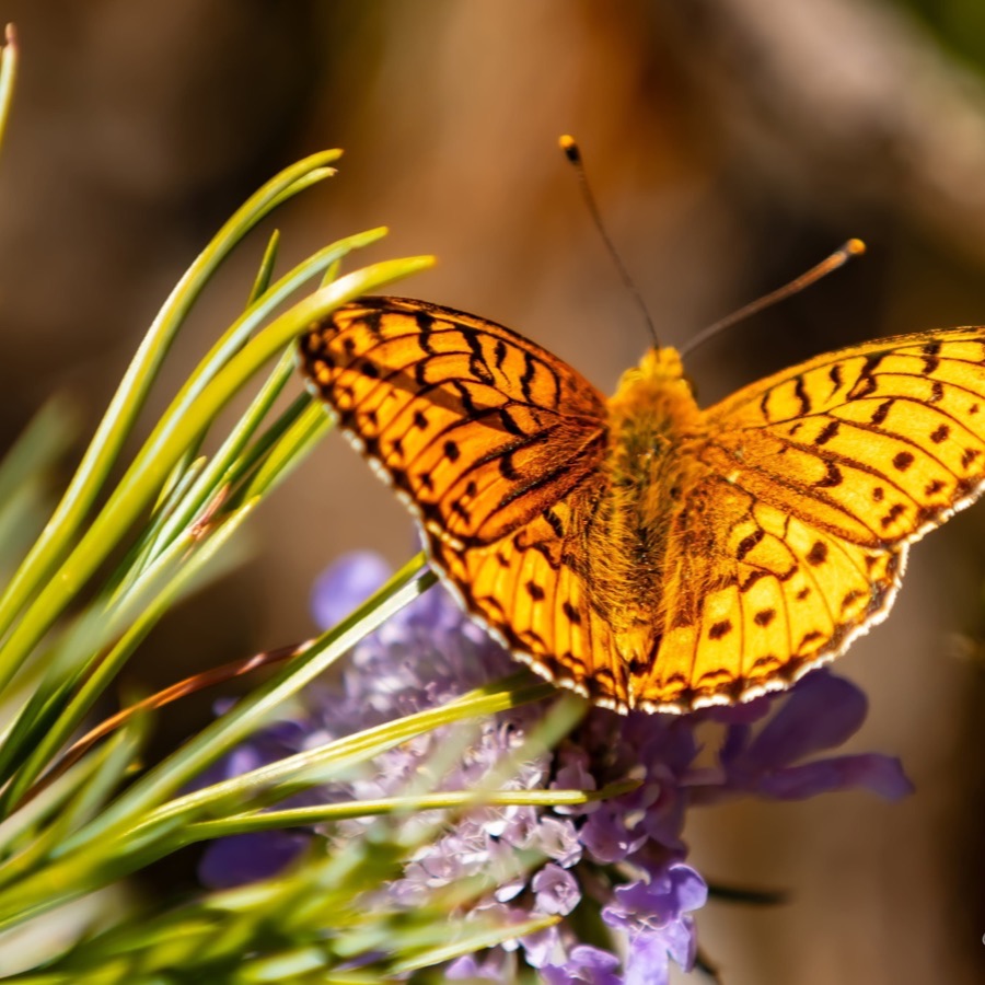 Papillons au crepuscule - photographie 43 par Michel Pachot