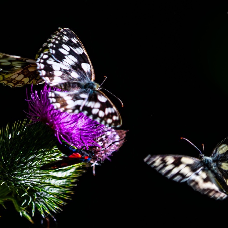 Papillons au crepuscule - photographie 44 par Michel Pachot