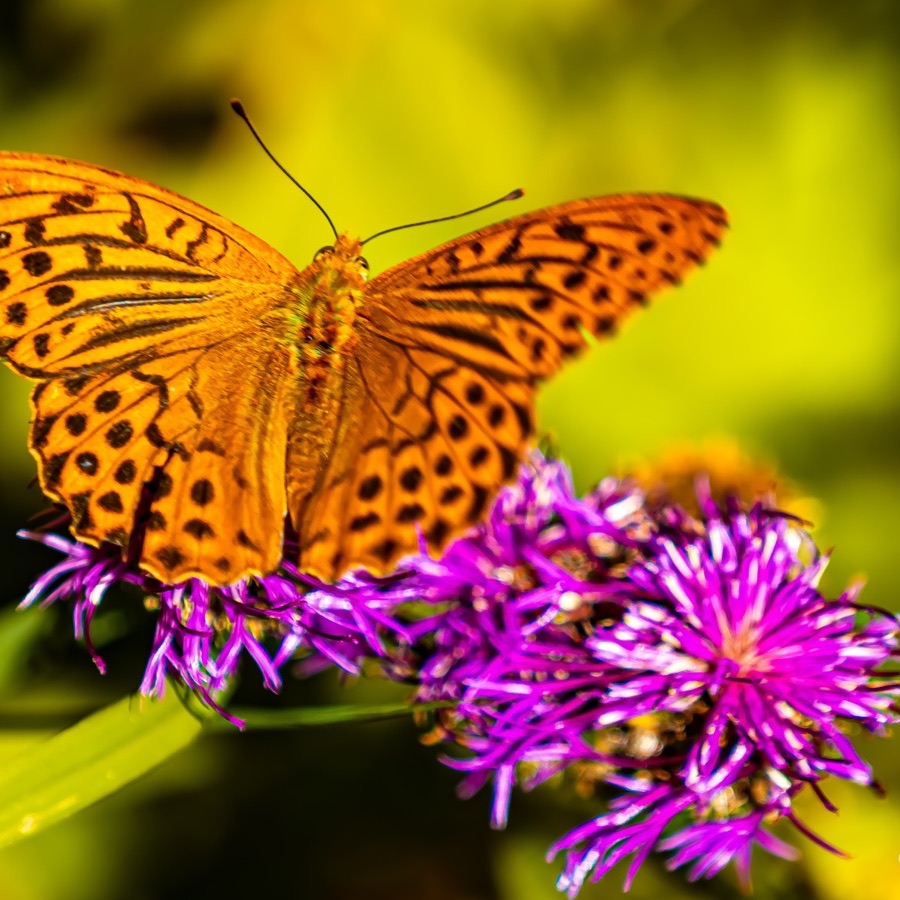Papillons au crepuscule - photographie 47 par Michel Pachot