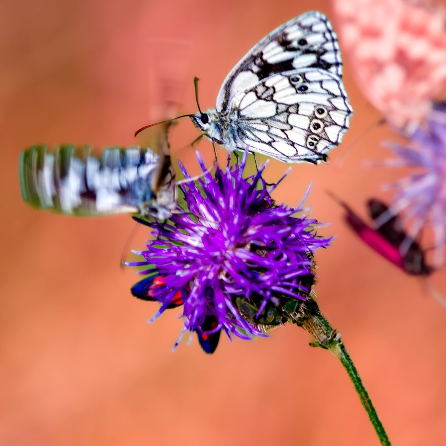 Papillons au crepuscule - photographie 46 par Michel Pachot