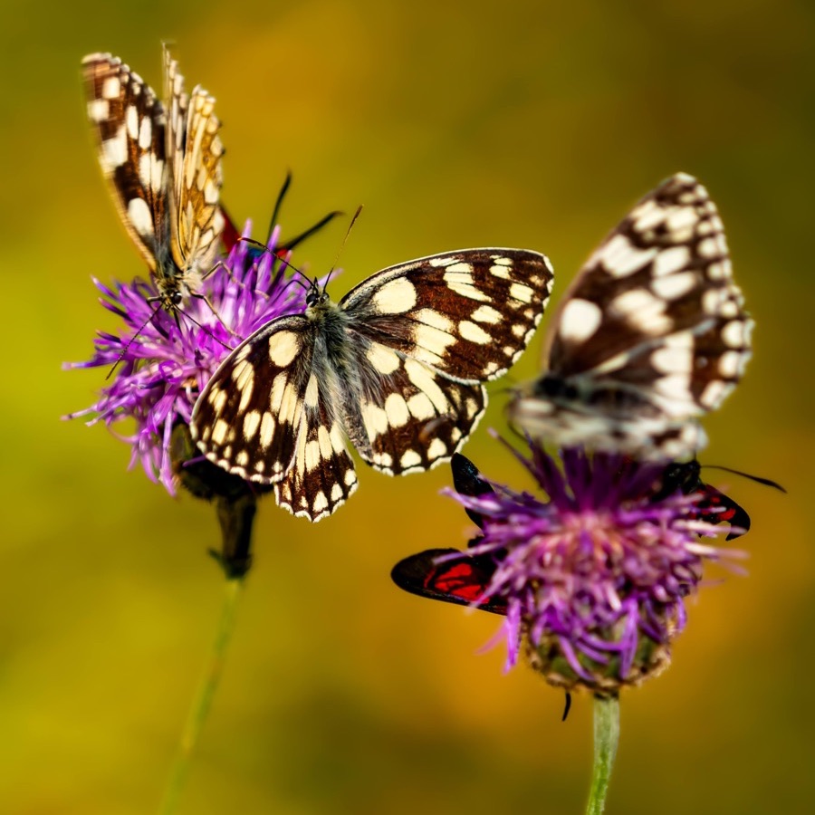 Papillons au crepuscule - photographie 24 par Michel Pachot