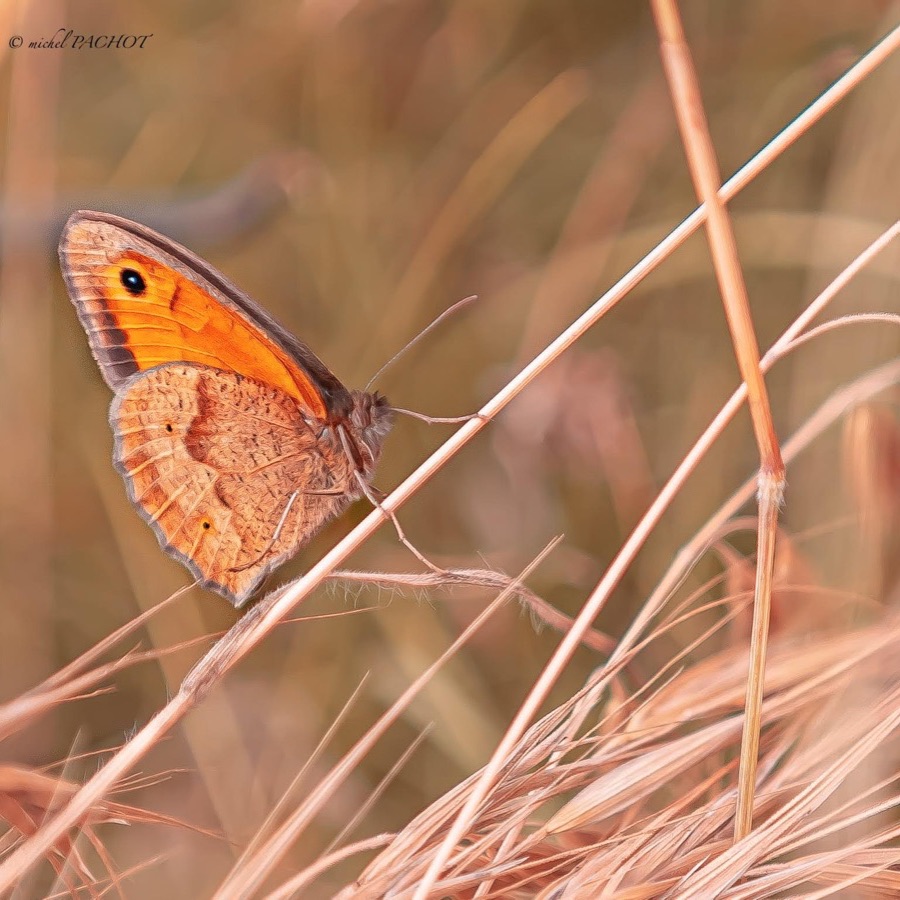 Papillons au crepuscule - photographie 29 par Michel Pachot