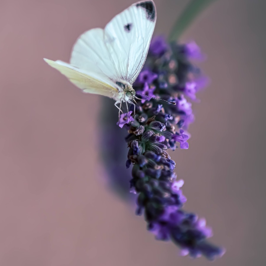 Papillons au crepuscule - photographie 2 par Michel Pachot