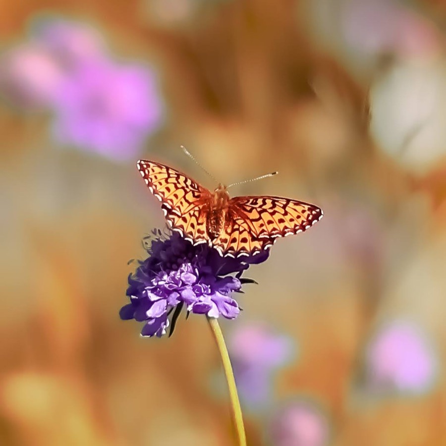 Papillons au crepuscule - photographie 22 par Michel Pachot