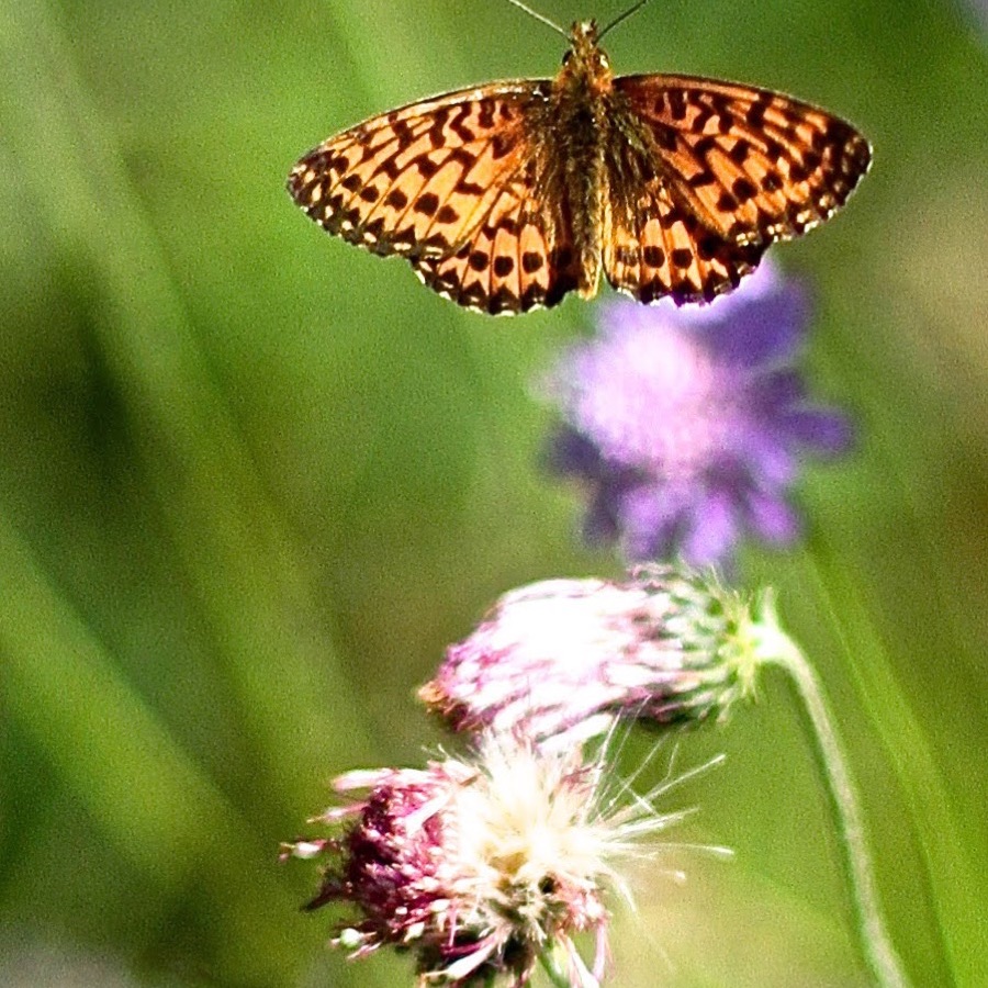 Papillons au crepuscule - photographie 3 par Michel Pachot
