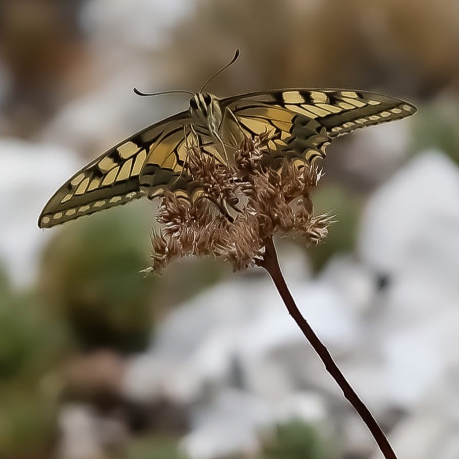 Papillons au crepuscule - photographie 14 par Michel Pachot